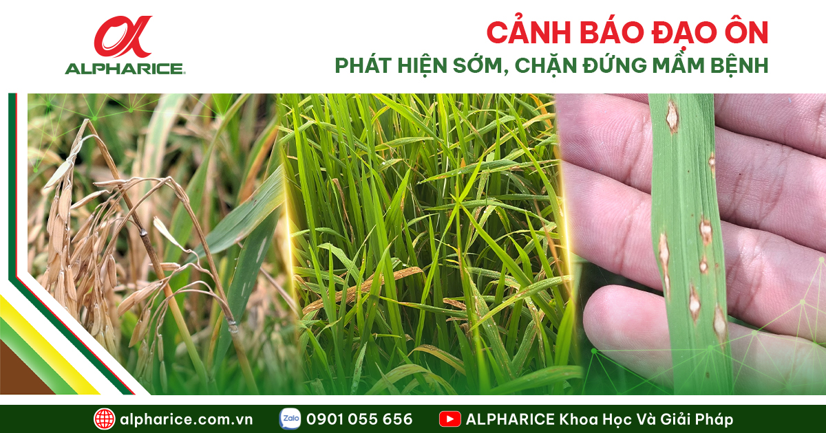 Cảnh báo Đạo ôn Website