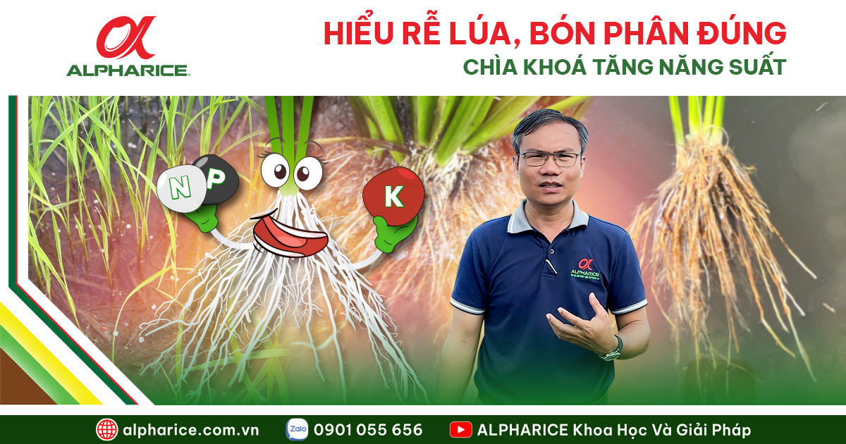 Hiểu rễ lúa Website