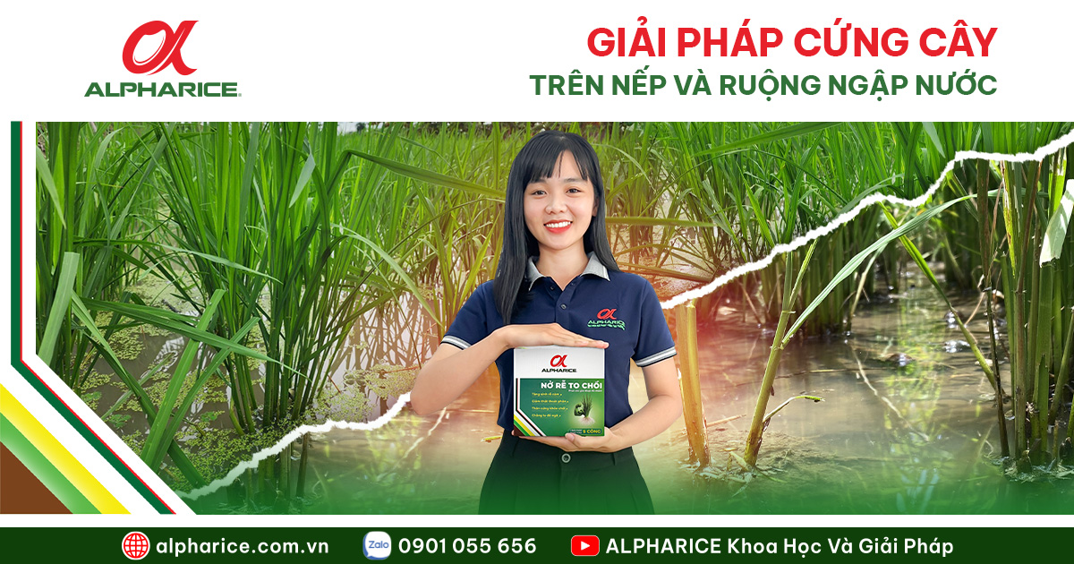 Giải pháp cứng cây Website