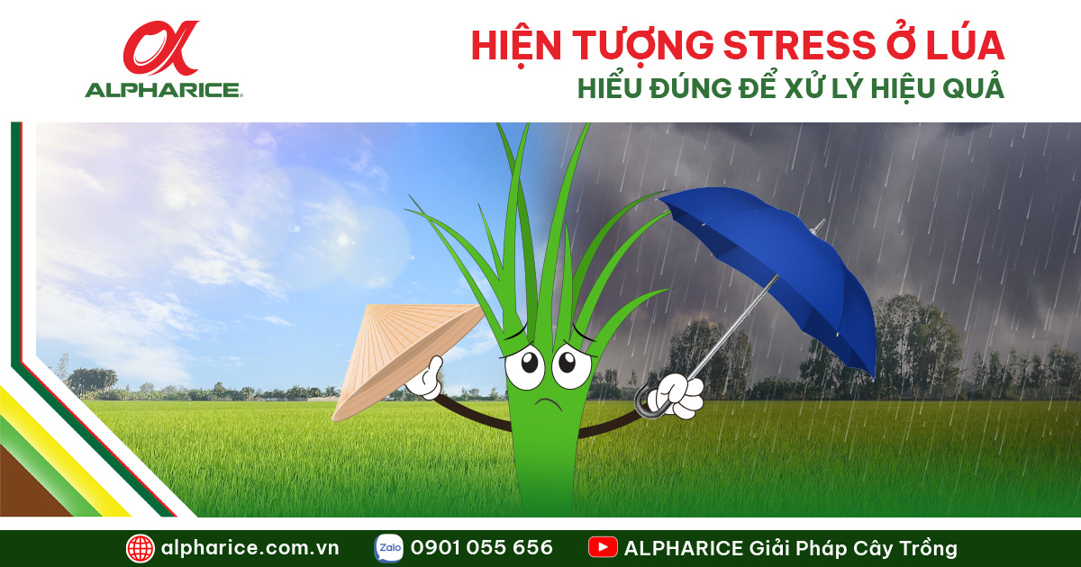 Hiện tượng stress ở lúa Website