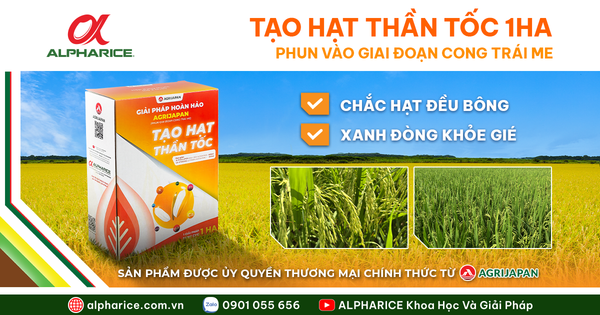 TẠO HẠT THẦN TỐC 1HA