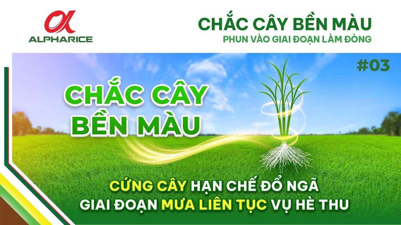 BẸ LÚA CÓ VAI TRÒ GÌ? BẸ LÚA KHOẺ GIÚP GÌ CHO VIỆC CỨNG CÂY HẠN CHẾ ĐỖ NGÃ? | ALPHARICE