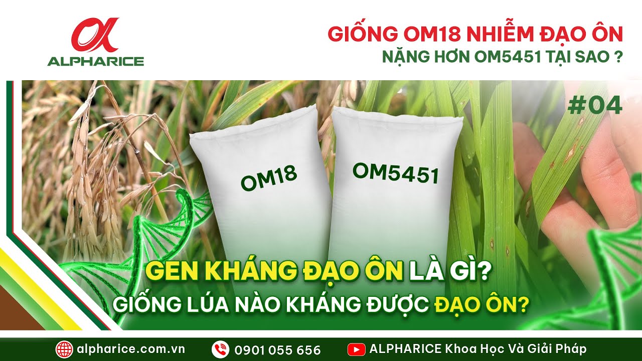 GIỐNG OM18 NHIỄM ĐẠO ÔN NẶNG HƠN OM5451 TẠI SAO? GEN KHÁNG ĐẠO ÔN LÀ GÌ?