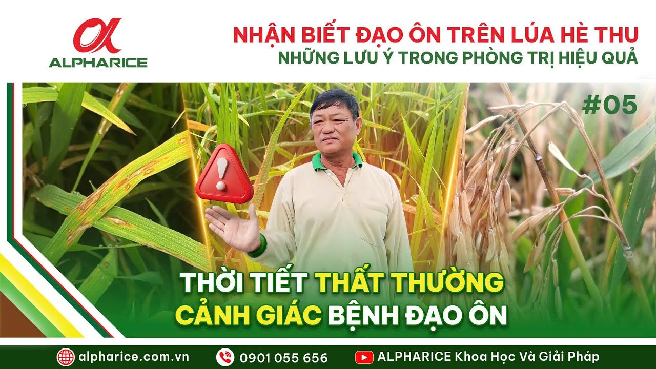NHẬN BIẾT ĐẠO ÔN TRÊN LÚA HÈ THU VÀ NHỮNG LƯU Ý TRONG PHÒNG TRỊ HIỆU QUẢ