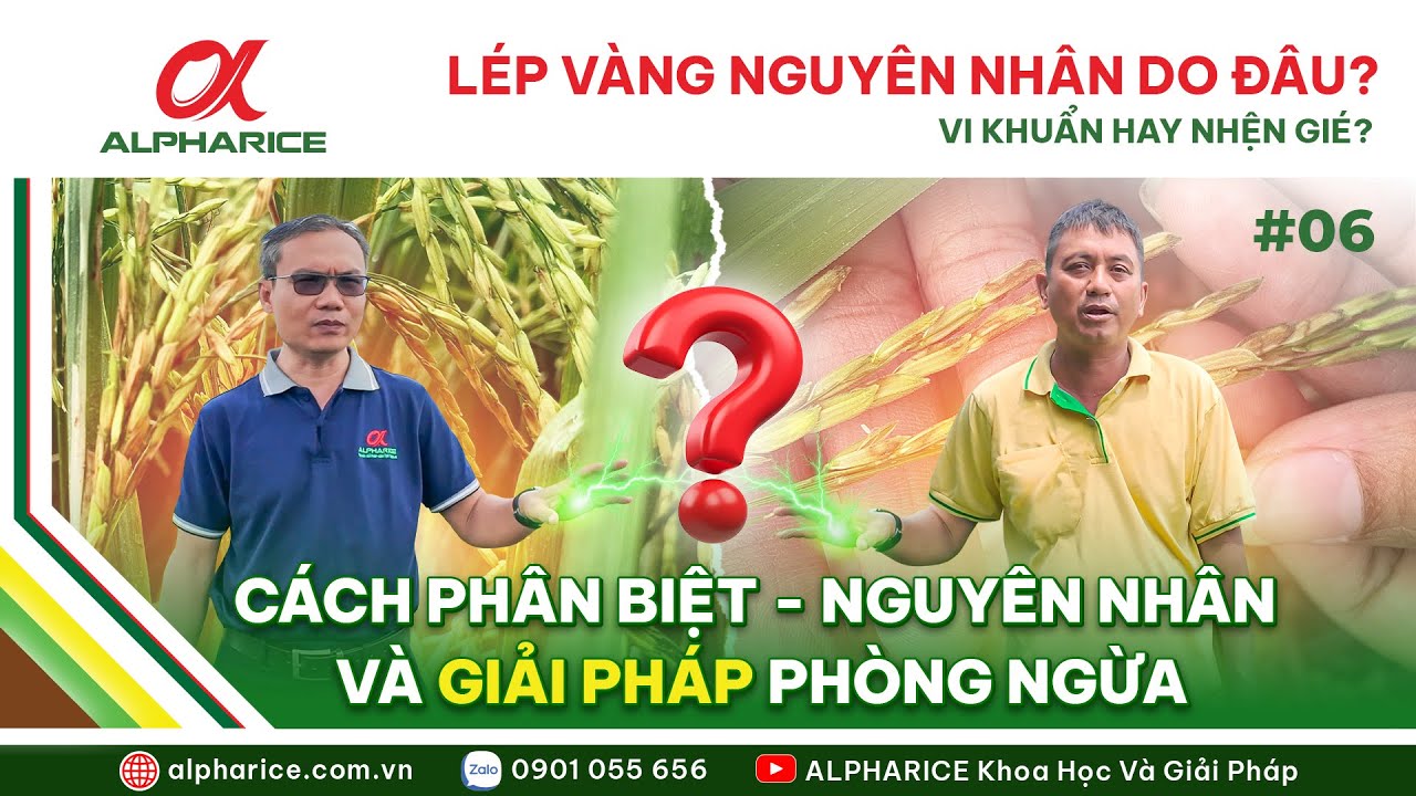 LÉP VÀNG DO VI KHUẨN VÀ NHỆN GIÉ CÁCH PHÂN BIỆT - NGUYÊN NHÂN VÀ GIẢI PHÁP PHÒNG NGỪA