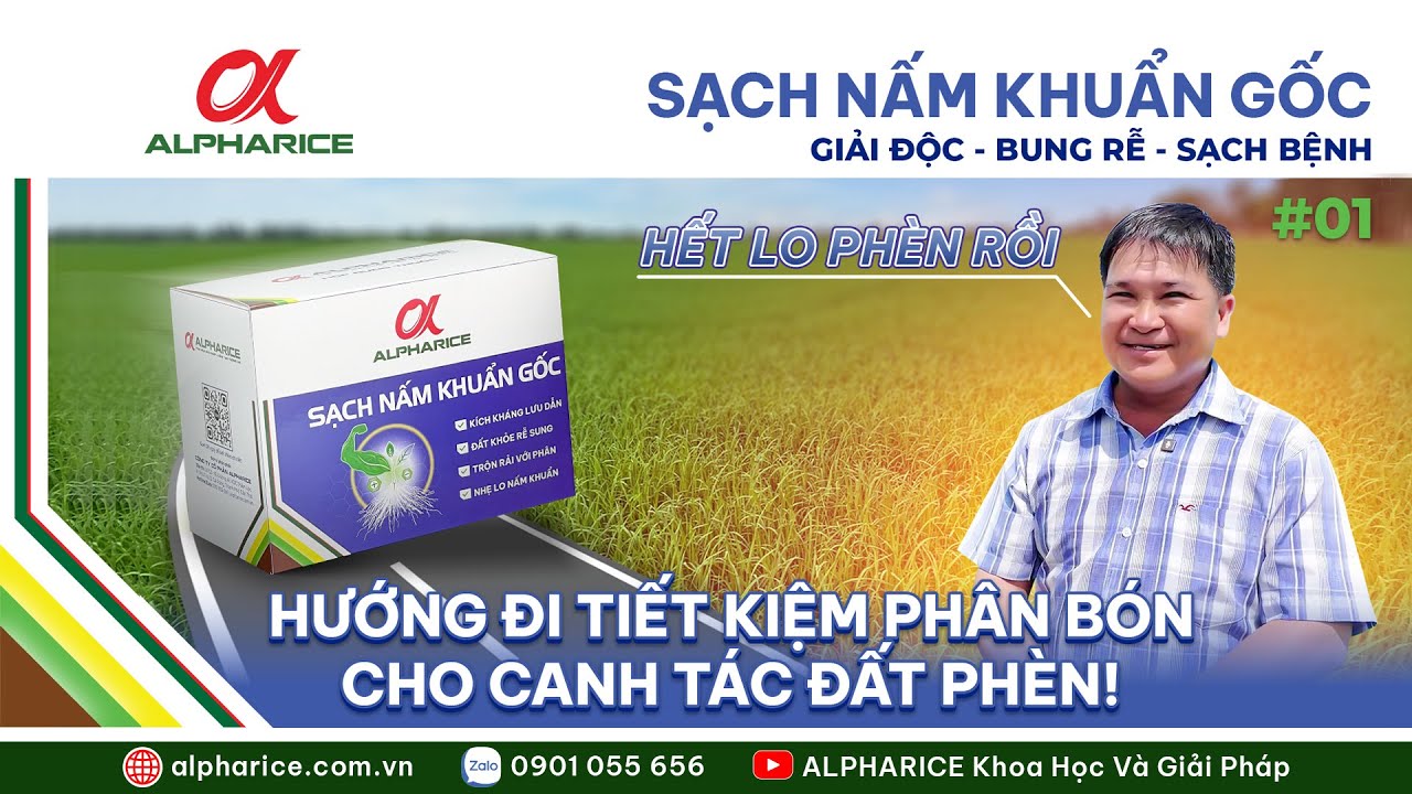 PHÈN GÂY NHỮNG ẢNH HƯỞNG GÌ TRÊN LÚA & PHÈN TÁC ĐỘNG GÌ ĐẾN GIAI ĐOẠN ĐẺ NHÁNH? | ALPHARICE