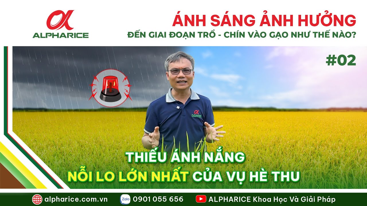 ÁNH SÁNG ẢNH HƯỞNG ĐẾN GIAI ĐOẠN TRỔ - CHÍN VÀO GẠO NHƯ THẾ NÀO? | ALPHARICE