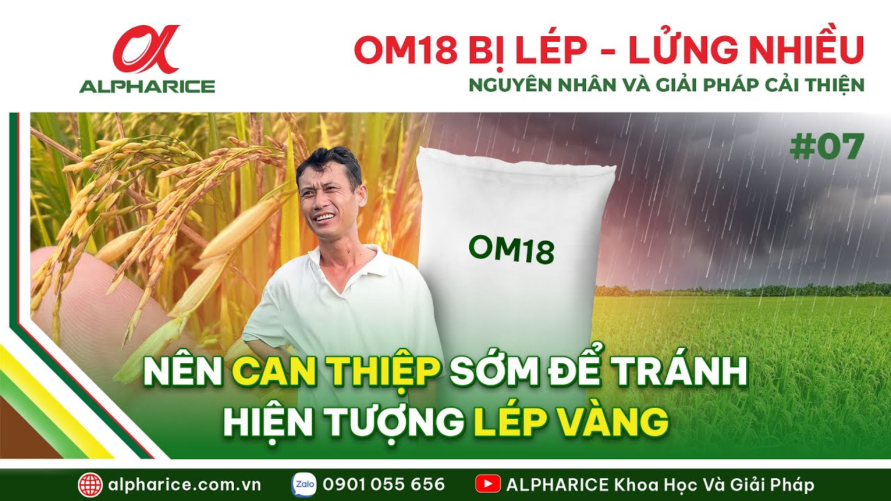 OM18 BỊ LÉP – LỬNG NHIỀU, KHẢ NĂNG VÔ GẠO KÉM. NGUYÊN NHÂN VÀ GIẢI PHÁP CẢI THIỆN
