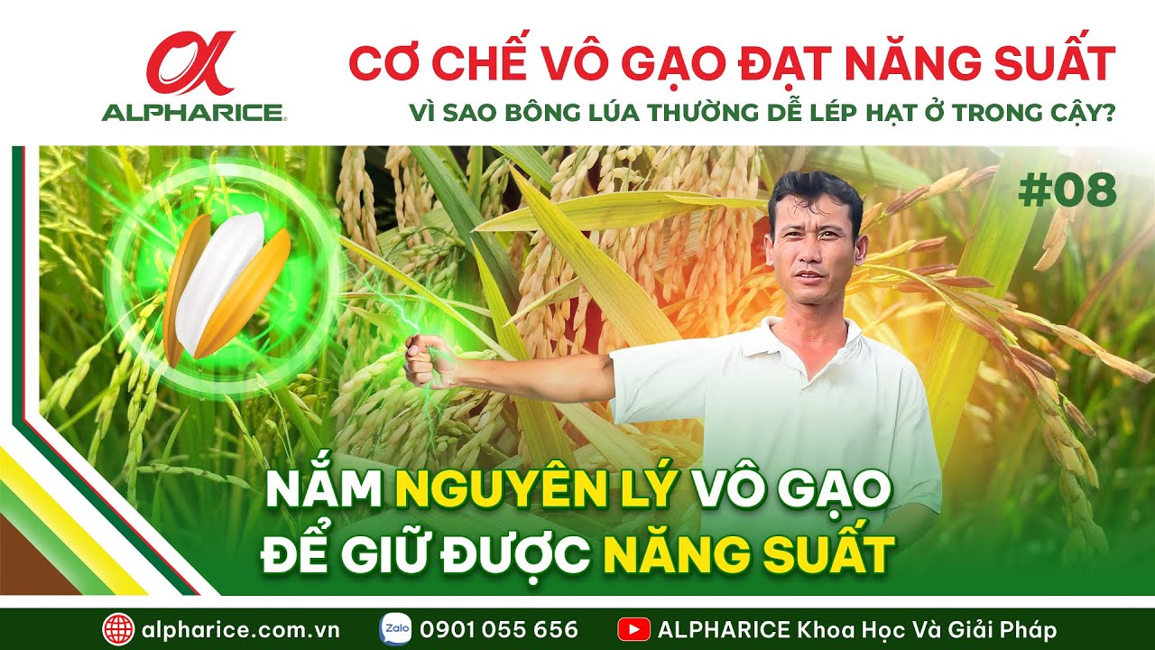 NGUYÊN LÝ VÔ GẠO CỦA BÔNG LÚA. VÌ SAO BÔNG LÚA THƯỜNG DỄ LÉP HẠT Ở TRONG CẬY?