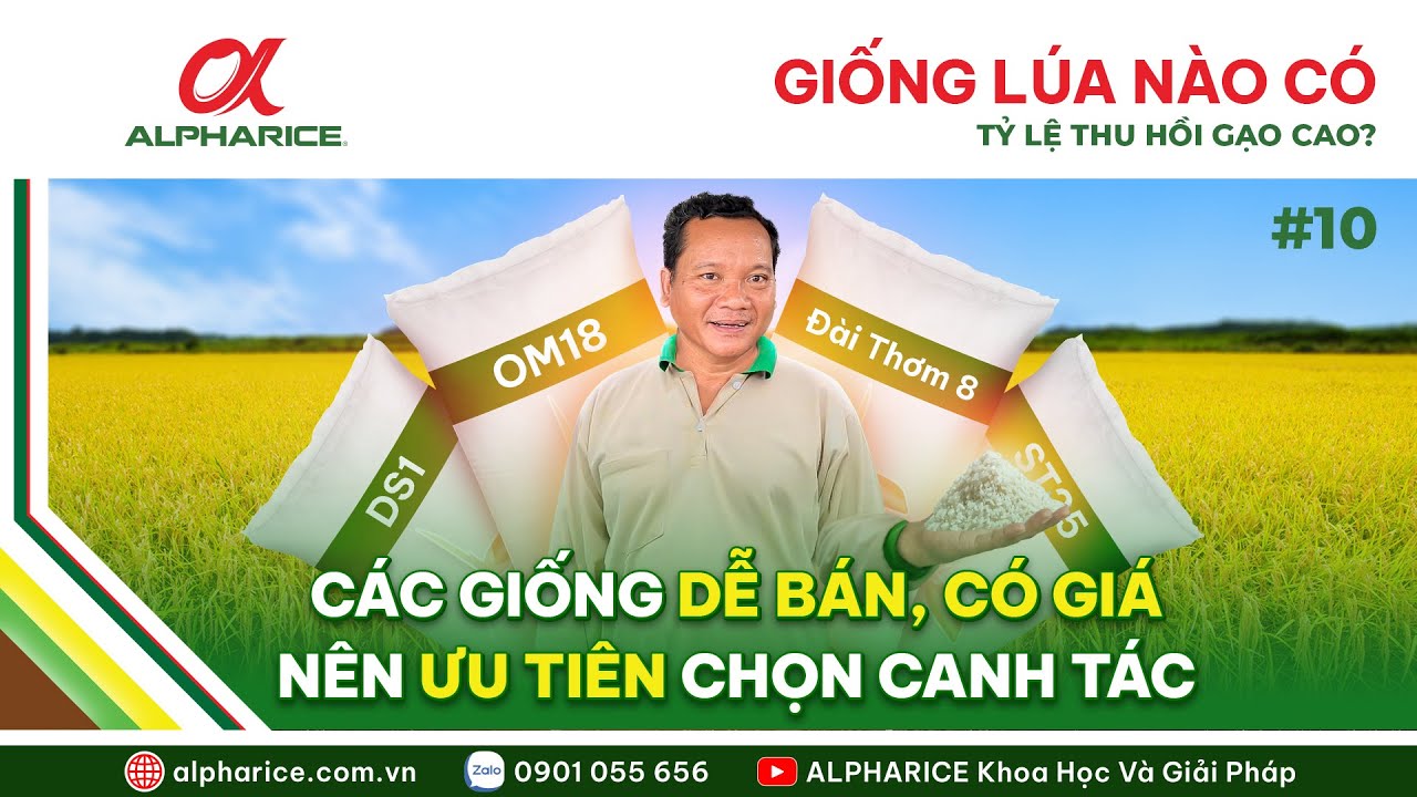 CÁC GIỐNG LÚA CÓ TỶ LỆ THU HỒI GẠO CAO, DỄ BÁN - CÓ GIÁ NÊN ƯU TIÊN CHỌN CANH TÁC