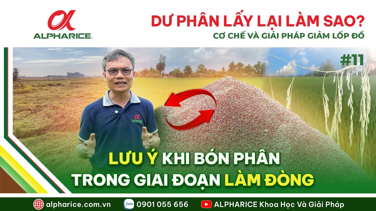 BÓN DƯ PHÂN LẤY LẠI LÀM SAO? CÁC CƠ CHẾ VÀ GIẢI PHÁP GIẢM LỐP ĐỔ GIAI ĐOẠN LÀM ĐÒNG
