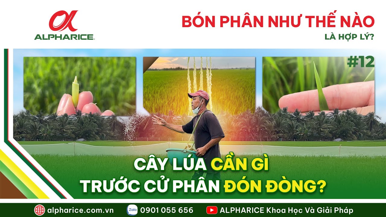 CÁCH BÓN PHÂN HỢP LÝ, CÁC YÊU CẦU CẦN THIẾT CỦA CÂY LÚA TRƯỚC CỬ PHÂN ĐÓN ĐÒNG