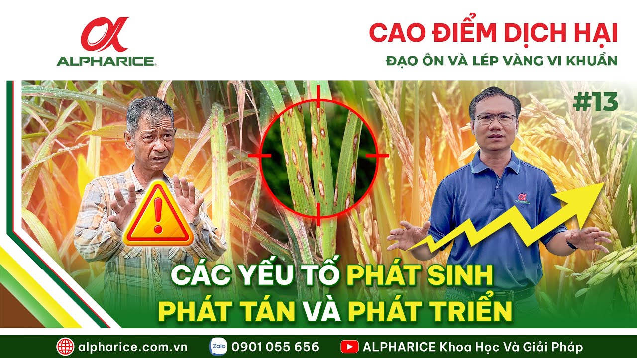 “CAO ĐIỂM DỊCH HẠI” ĐẠO ÔN & LÉP VÀNG VI KHUẨN. YẾU TỐ PHÁT SINH - PHÁT TÁN - PHÁT TRIỂN