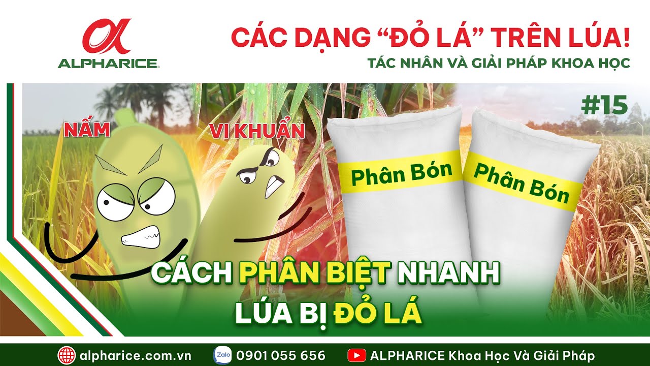 CÁC DẠNG “ĐỎ LÁ” TRÊN LÚA! CÁCH PHÂN BIỆT, TÁC NHÂN VÀ GIẢI PHÁP KHOA HỌC