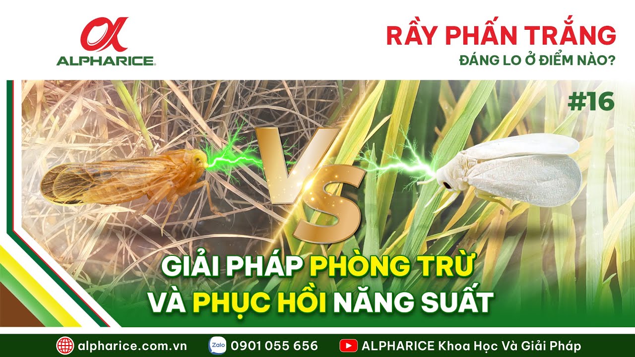 RẦY PHẤN TRẮNG ĐÁNG LO Ở ĐIỂM NÀO? GIẢI PHÁP PHÒNG TRỪ VÀ PHỤC HỒI NĂNG SUẤT