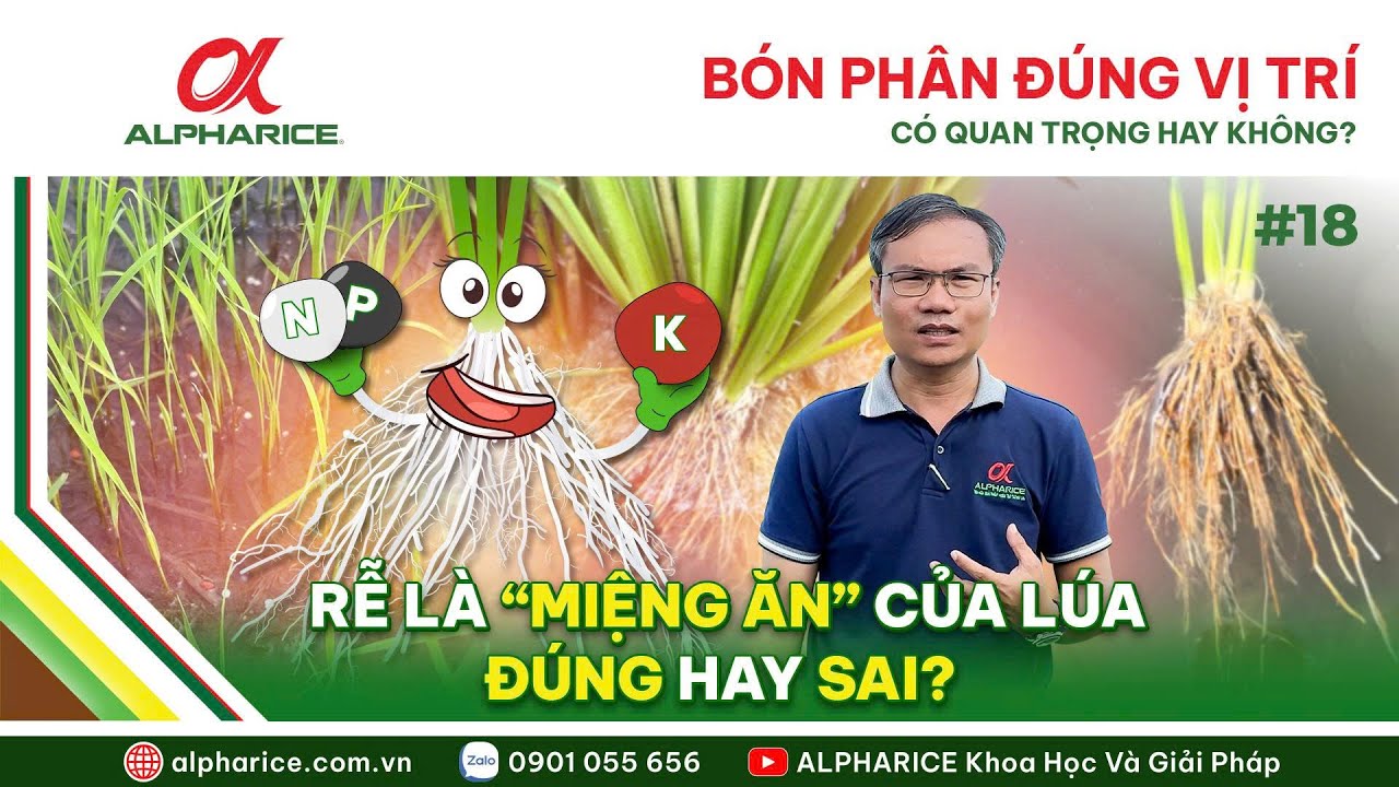 BÓN PHÂN ĐÚNG VỊ TRÍ CÓ QUAN TRỌNG KHÔNG? RỄ LÀ "MIỆNG ĂN" CỦA LÚA ĐÚNG HAY SAI