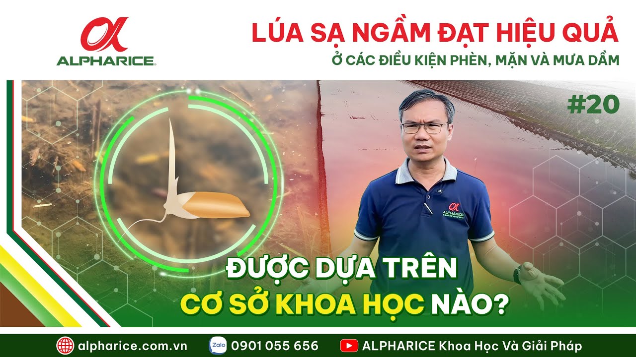 CƠ SỞ KHOA HỌC NÀO GIÚP SẠ NGẦM ĐẠT HIỆU QUẢ TRONG ĐIỀU KIỆN PHÈN, MẶN VÀ MƯA DẦM
