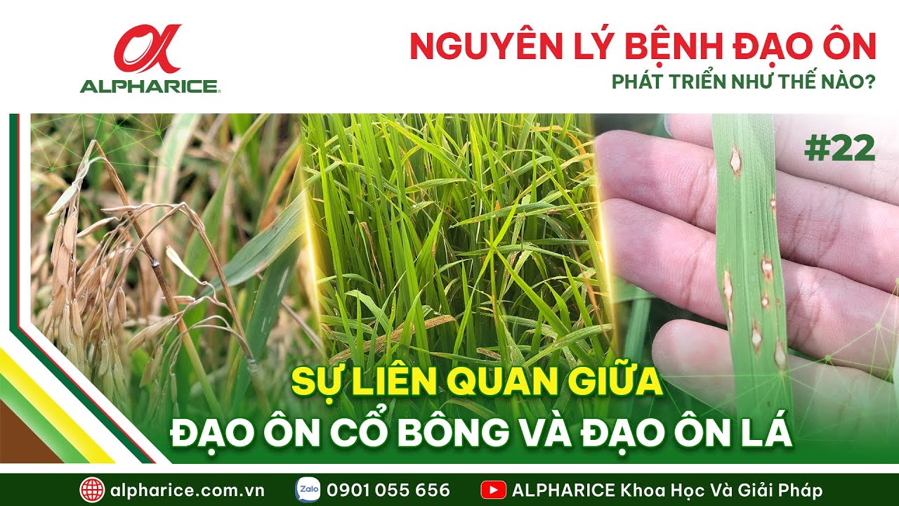 NGUYÊN LÝ ĐẠO ÔN PHÁT TRIỂN NHƯ THẾ NÀO? SỰ LIÊN QUAN GIỮA ĐẠO ÔN LÁ VÀ ĐẠO ÔN CỔ BÔNG