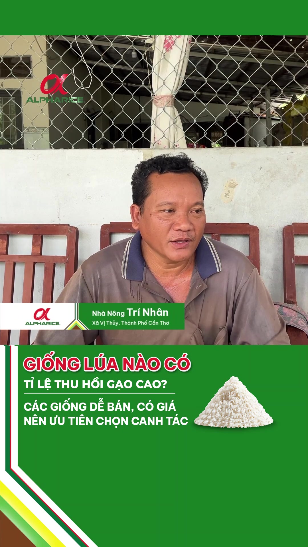 GIỐNG LÚA NÀO CÓ TỶ LỆ THU HỒI GẠO CAO?