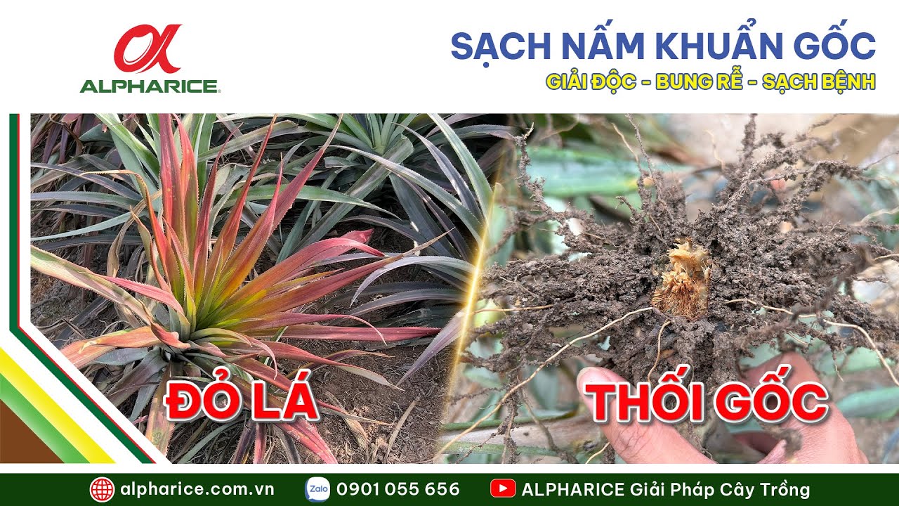 ĐỎ ĐẦU LÁ, THỐI GỐC ĐÃ KHÔNG CÒN PHẢI LO!