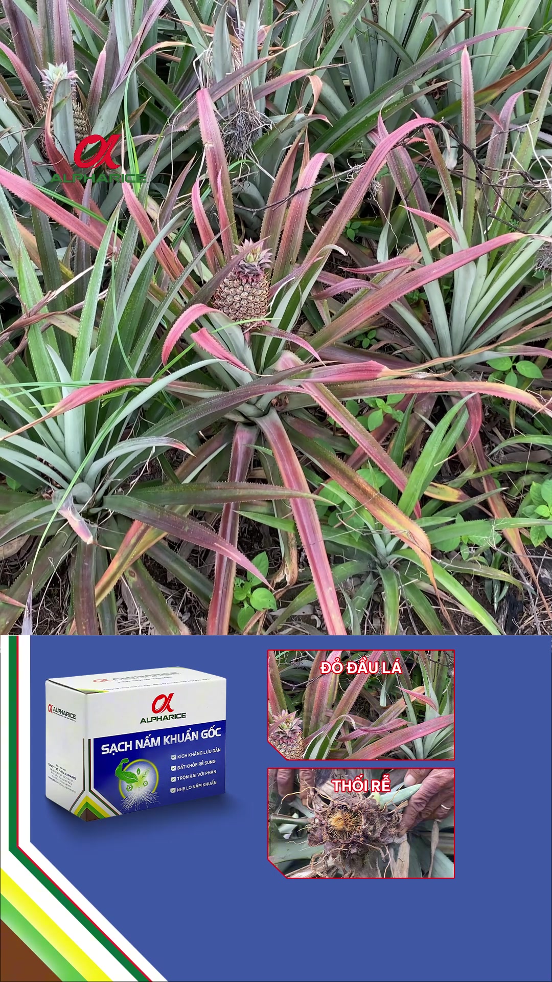 Màu đỏ đầu lá trên khóm ảnh hưởng đến năng suất như thế nào?