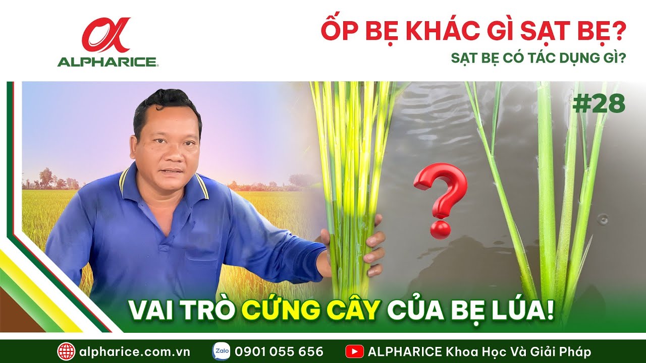 ỐP BẸ KHÁC GÌ SẠT BẸ. SẠT BẸ CÓ TÁC DỤNG GÌ? VAI TRÒ CỨNG CÂY CỦA BẸ LÚA | ALPHARICE
