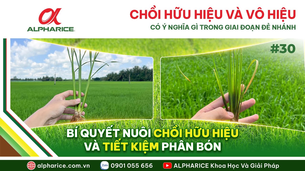 CHỒI HỮU HIỆU VÀ VÔ HIỆU Ý NGHĨA GÌ TRONG GIAI ĐOẠN ĐẺ NHÁNH?. BÍ QUYẾT NUÔI CHỒI HỮU HIỆU