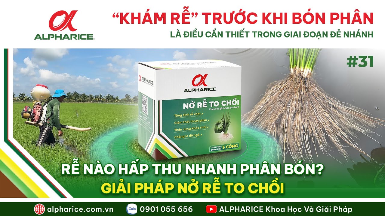 “KHÁM RỄ” TRƯỚC BÓN PHÂN ! RỄ NÀO HẤP THU NHANH PHÂN BÓN? GIẢI PHÁP NỞ RỄ TO CHỒI | ALPHARICE