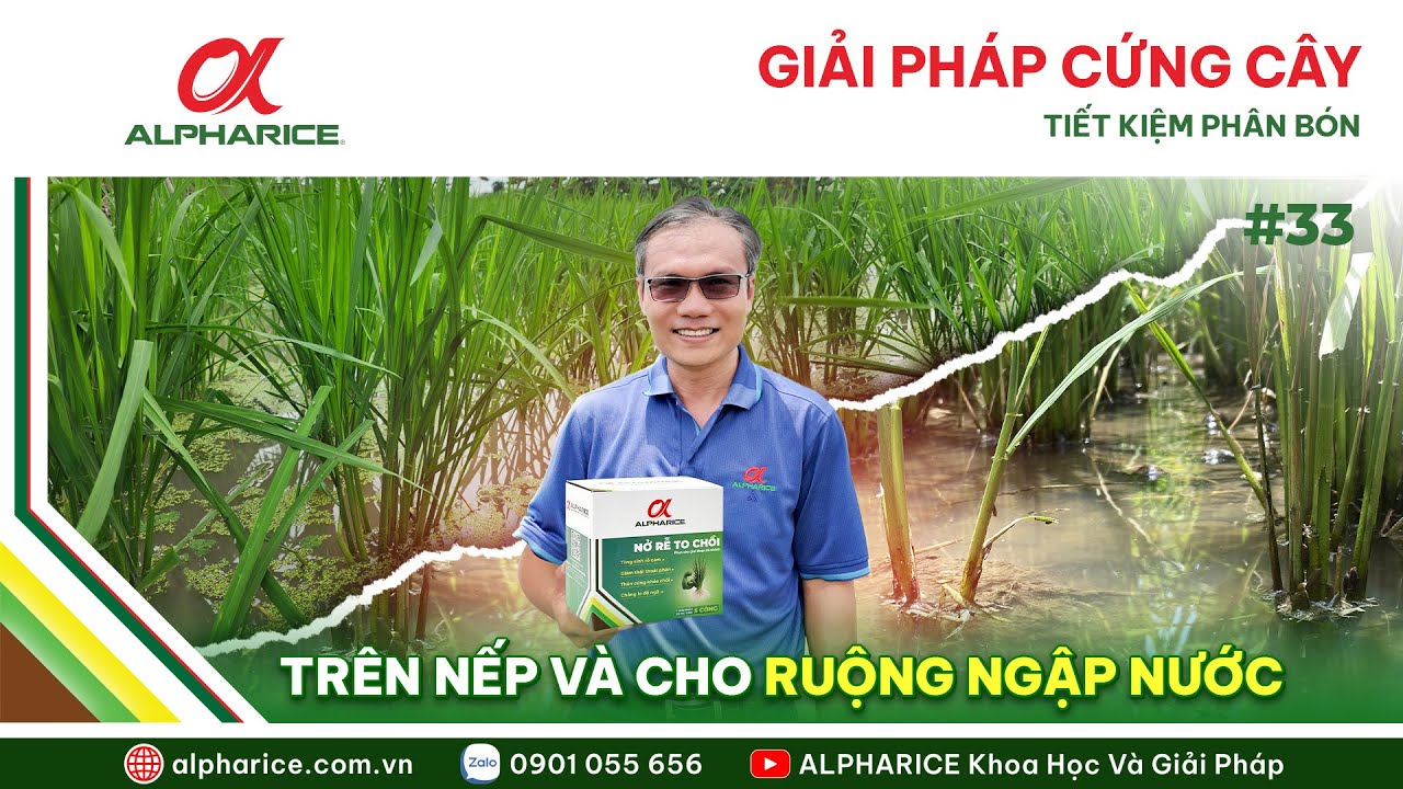 GIẢI PHÁP CỨNG CÂY - TIẾT KIỆM PHÂN BÓN TRÊN NẾP VÀ CHO RUỘNG NGẬP NƯỚC | ALPHARICE