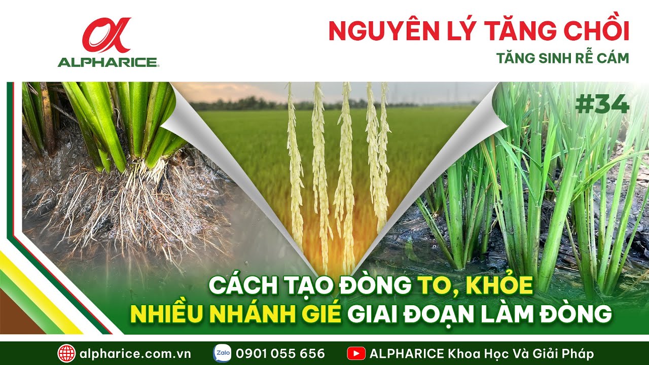 NGUYÊN LÝ VỀ NUÔI CHỒI - TĂNG SINH RỄ CÁM VÀ TẠO ĐÒNG TO KHỎE NHÁNH GIÉ NHIỀU GIAI ĐOẠN LÀM ĐÒNG