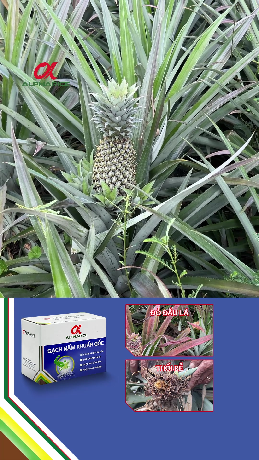 Lá khóm bóng hơn, đứng lại rồi