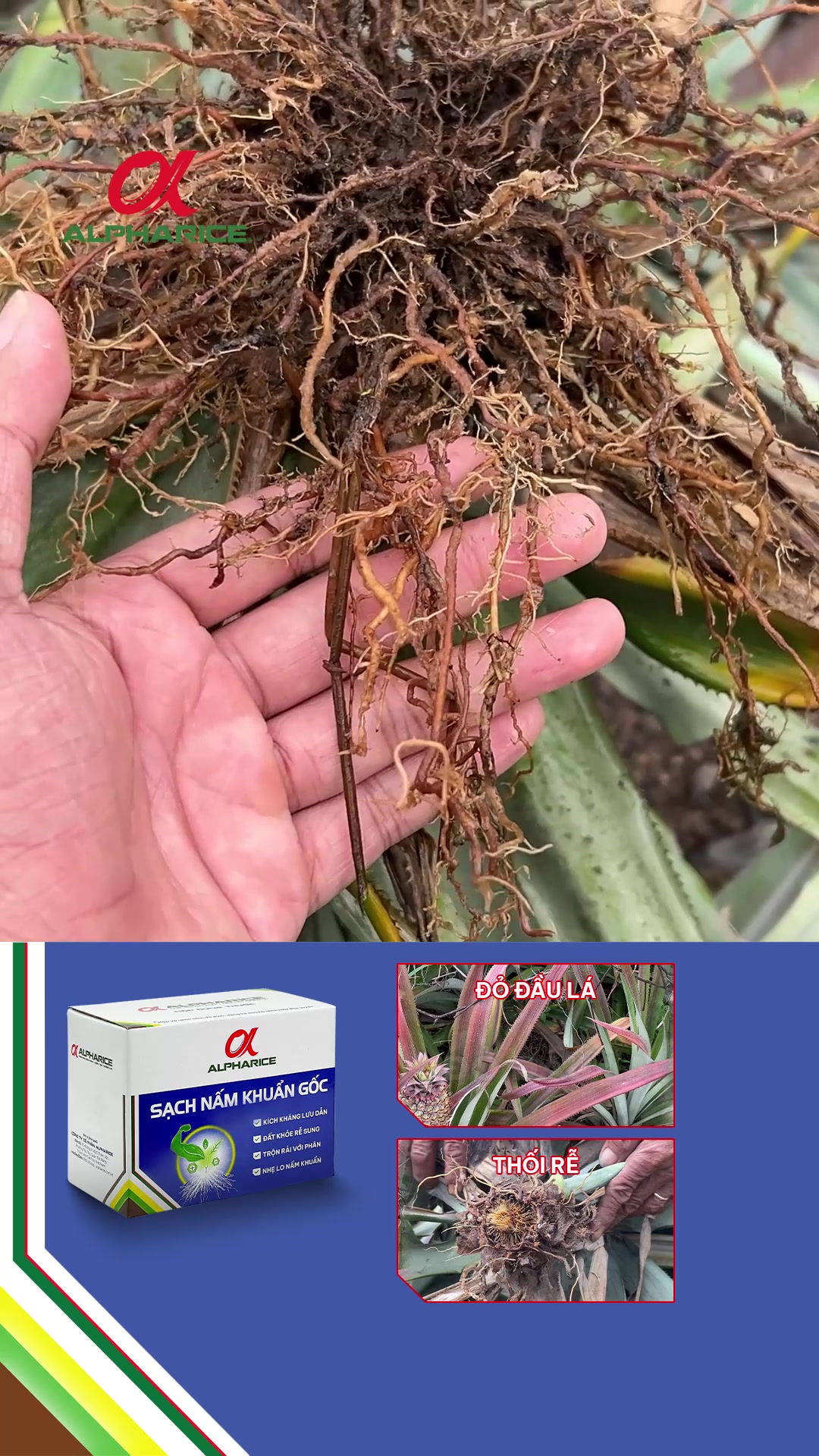 Rễ khóm ra trắng như giá, nhà nông tương ý