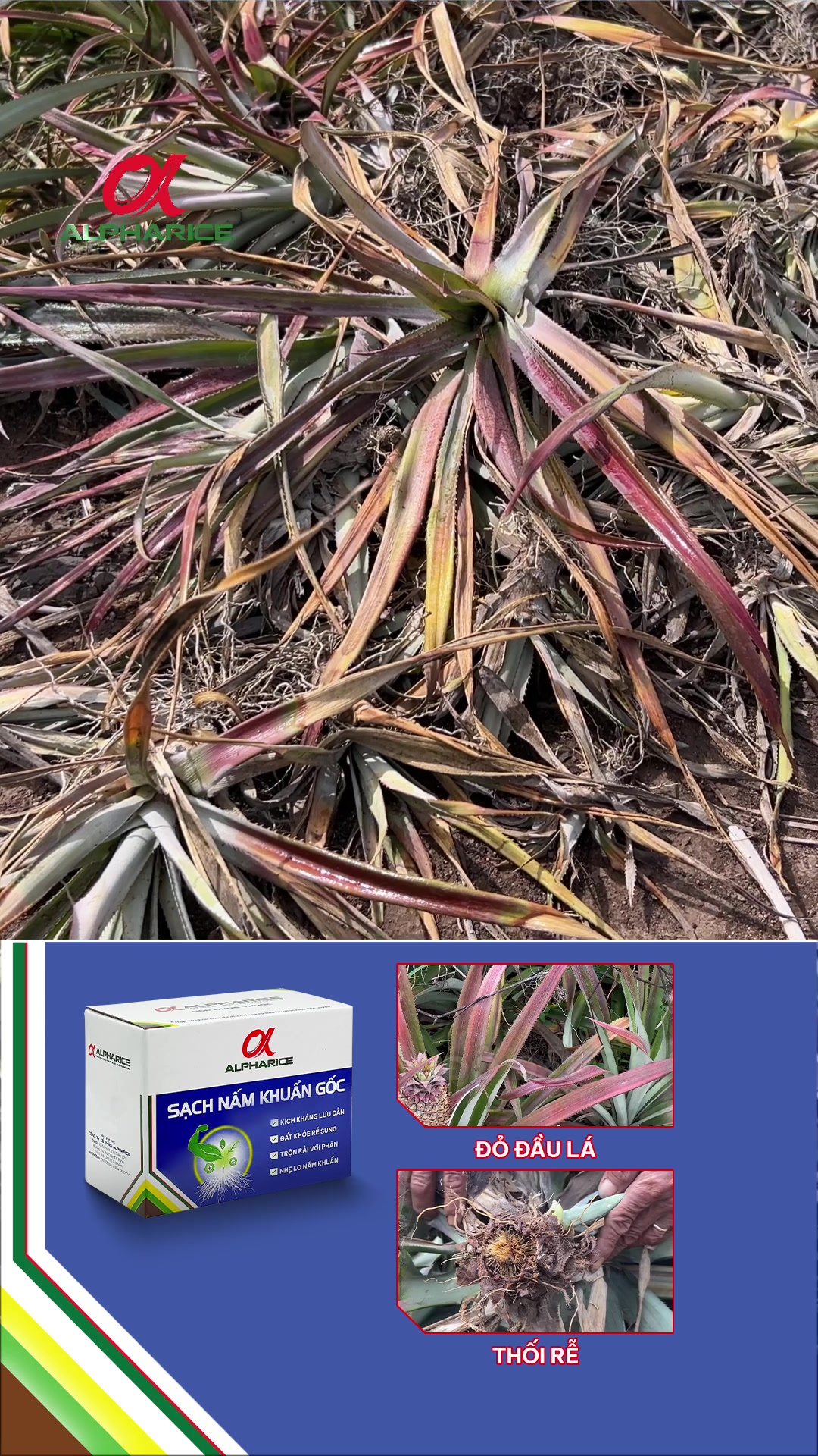 Bệnh đỏ đầu lá ở khóm thường xuất hiện vào tháng thứ mấy?