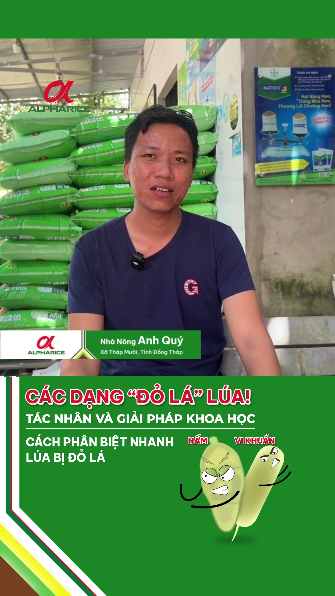 Nguyên nhân lúa bị đỏ đầu lá vụ Hè Thu