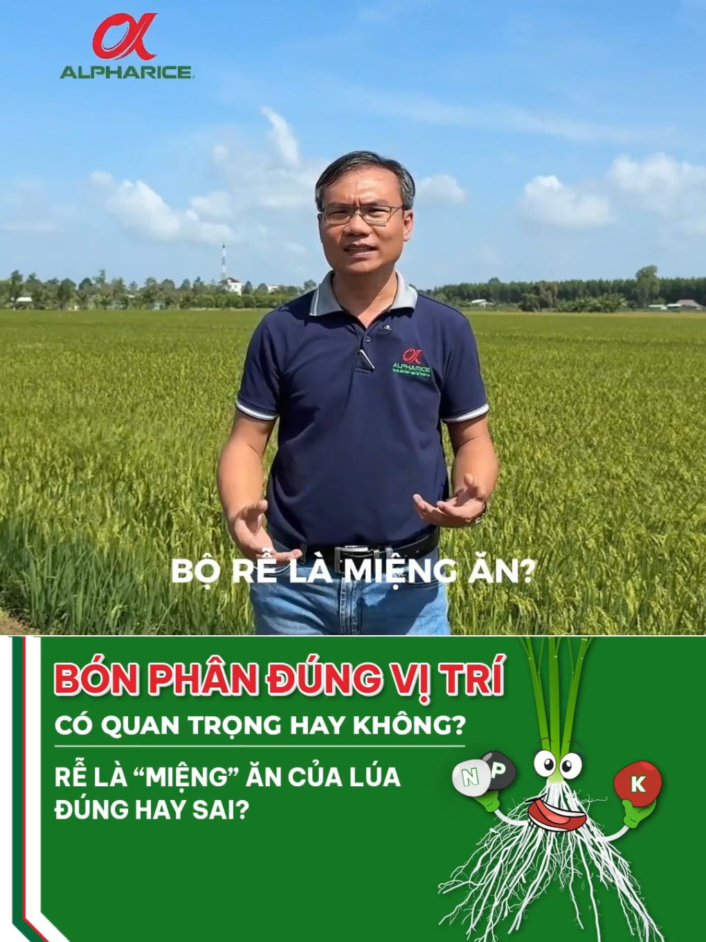 Bộ rễ được xem là miệng ăn của cây lúa đúng hay sai?