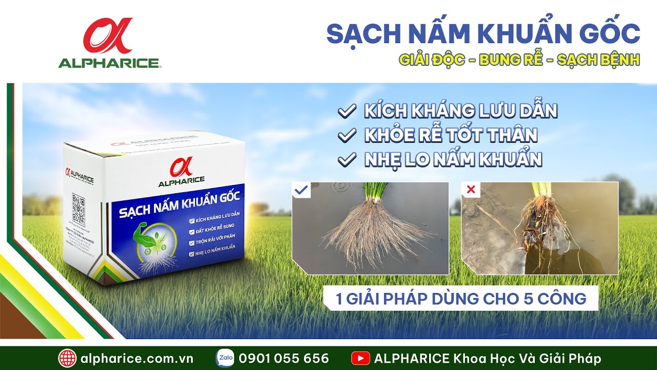 GIẢI PHÁP SẠCH NẤM KHUẨN GỐC GIẢI ĐỘC BUNG RỄ SẠCH BỆNH