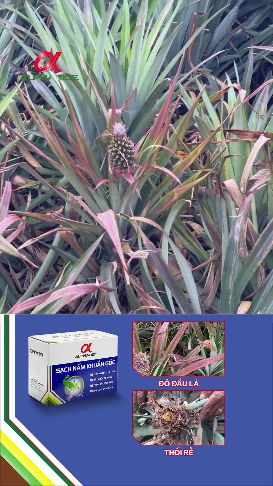 Khóc đỏ lá nhà nông đau đầu