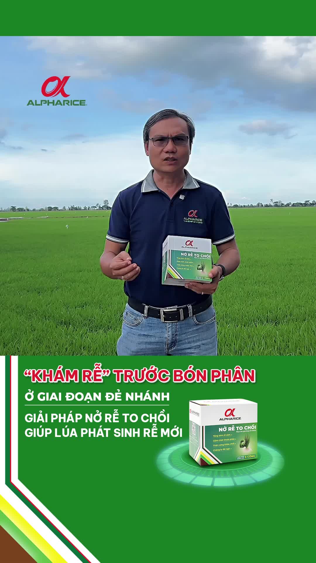 Giải pháp giúp lúa phát sinh rễ mới