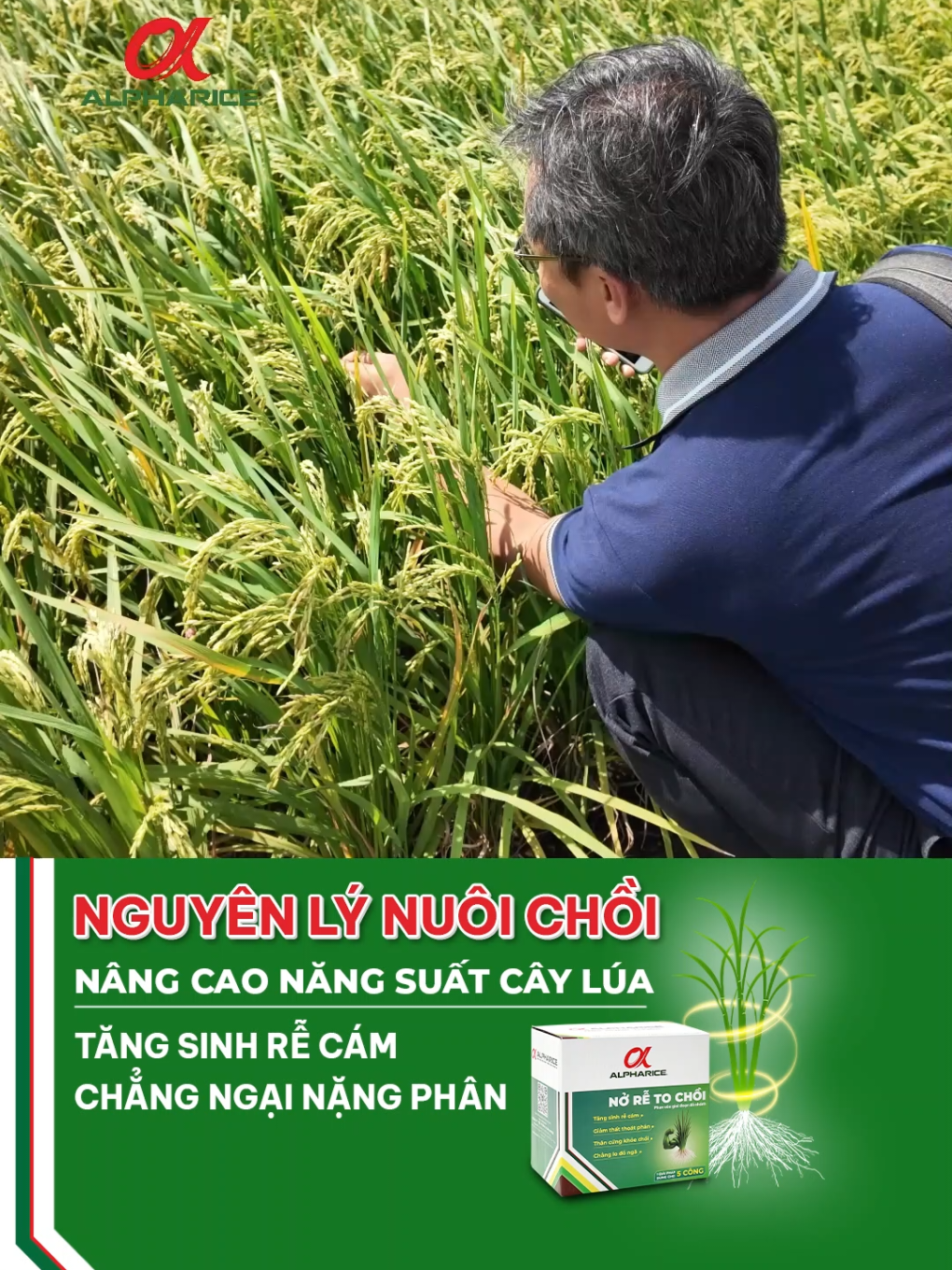 Giải pháp NỞ RỄ TO CHỒI góp phần tăng sinh rễ cám