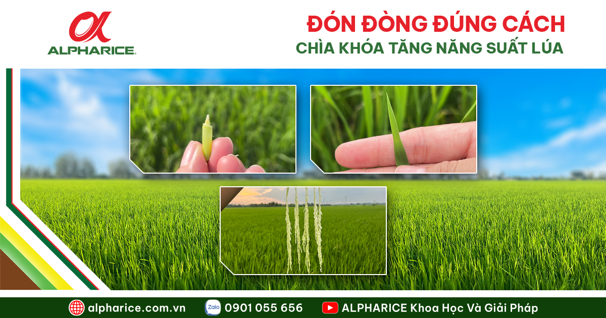 KỸ THUẬT ĐÓN ĐÒNG ĐÚNG CÁCH GIÚP LÚA TRỔ ĐỀU, NĂNG XUẤT CAO