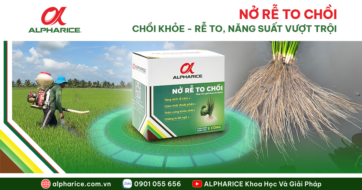 Nở rễ to chổi Vy