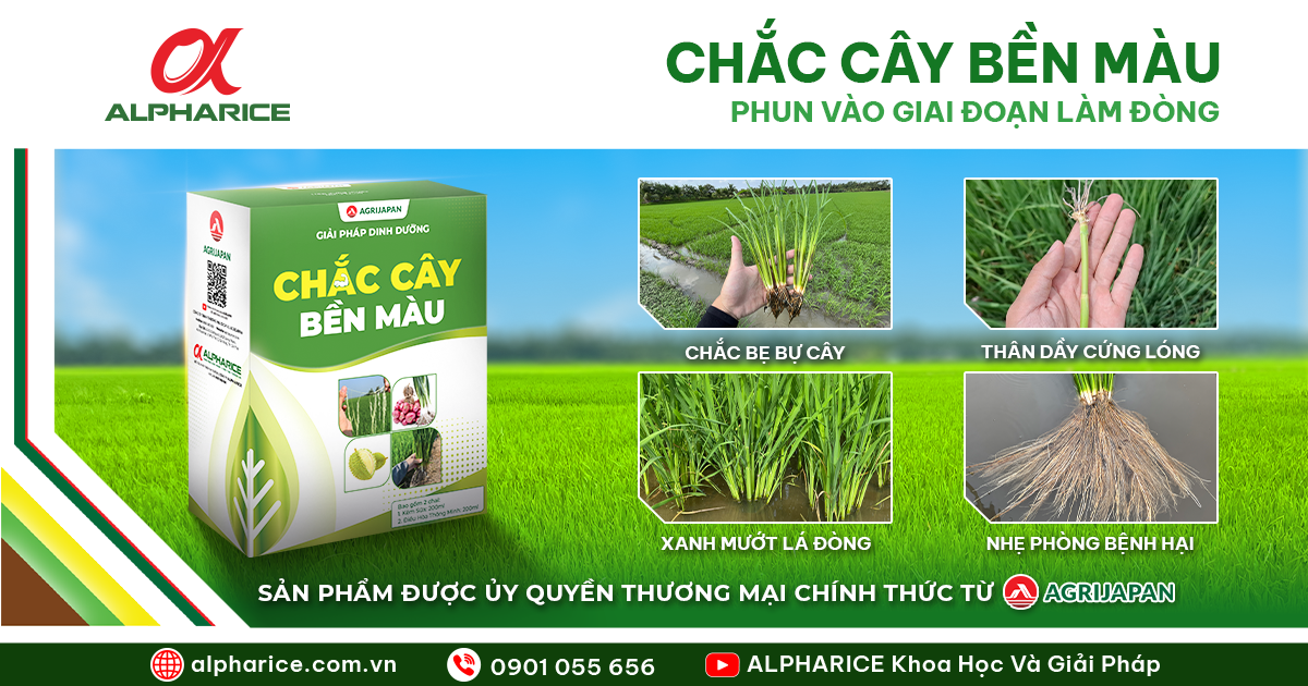 Bai viet CCBM