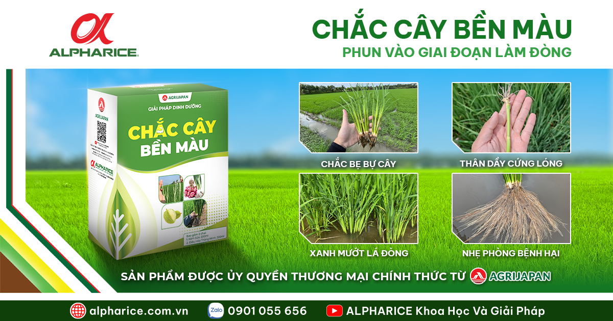 Bai viet CCBM