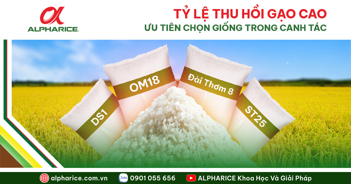 GIỐNG LÚA THU HỒI GẠO CAO, DỄ TIÊU THỤ, NÊN TRỒNG HIỆN NAY