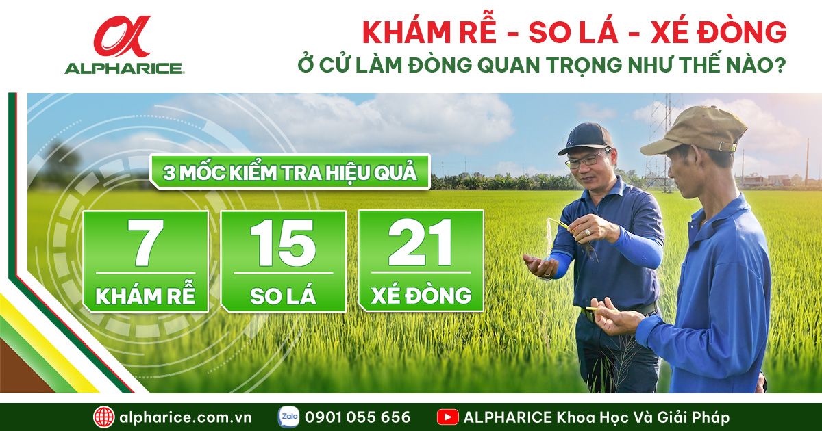 khám rễ  so lá   xé đòng