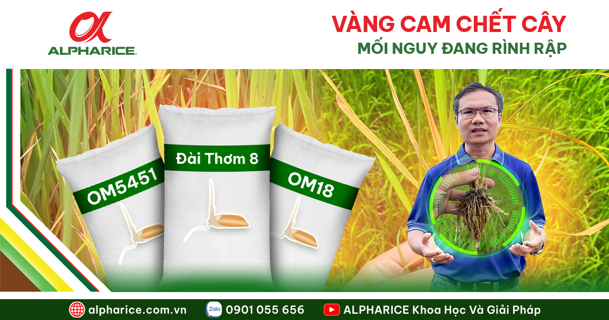 LÚA VÀNG LÁ, VÀNG CAM: NHẬN BIẾT SỚM VÀ CÁCH PHÒNG TRỊ