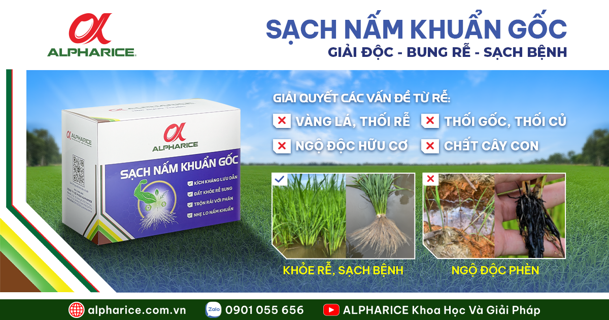SẠCH NẤM KHUẨN GỐC