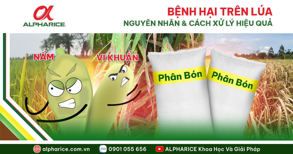 VÀNG LÁ, CHÁY LÁ TRÊN LÚA: NGUYÊN NHÂN VÀ CÁCH KHẮC PHỤC