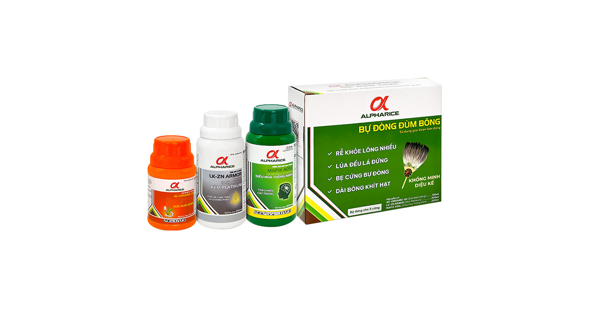 BỰ ĐÒNG ĐÙM BÔNG