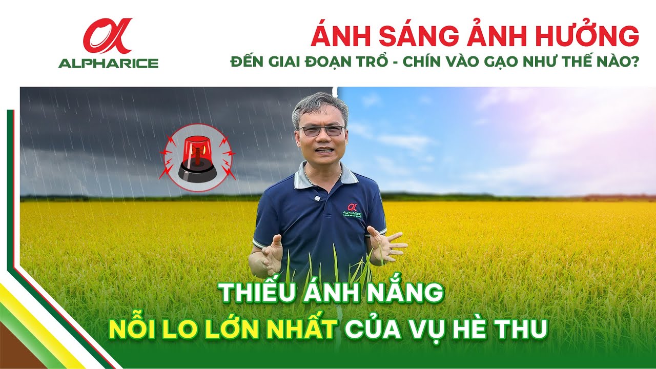ÁNH SÁNG ẢNH HƯỞNG ĐẾN GIAI ĐOẠN TRỔ - CHÍN VÀO GẠO NHƯ THẾ NÀO? | ALPHARICE